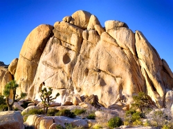 Landscape view of Joshua Tree National Park
